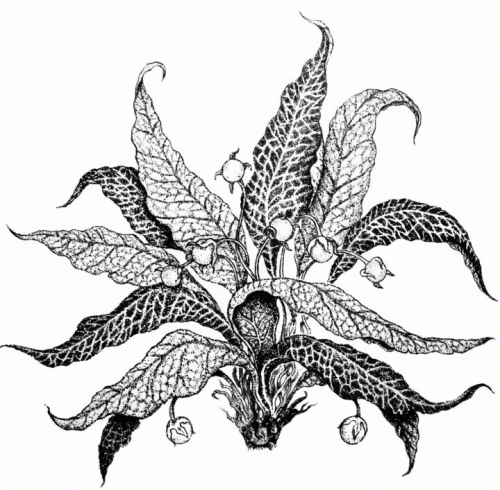 Dominion in Polarity